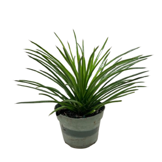 Succulent Agave Twin Flower - Fleurish Plant Care, LLC