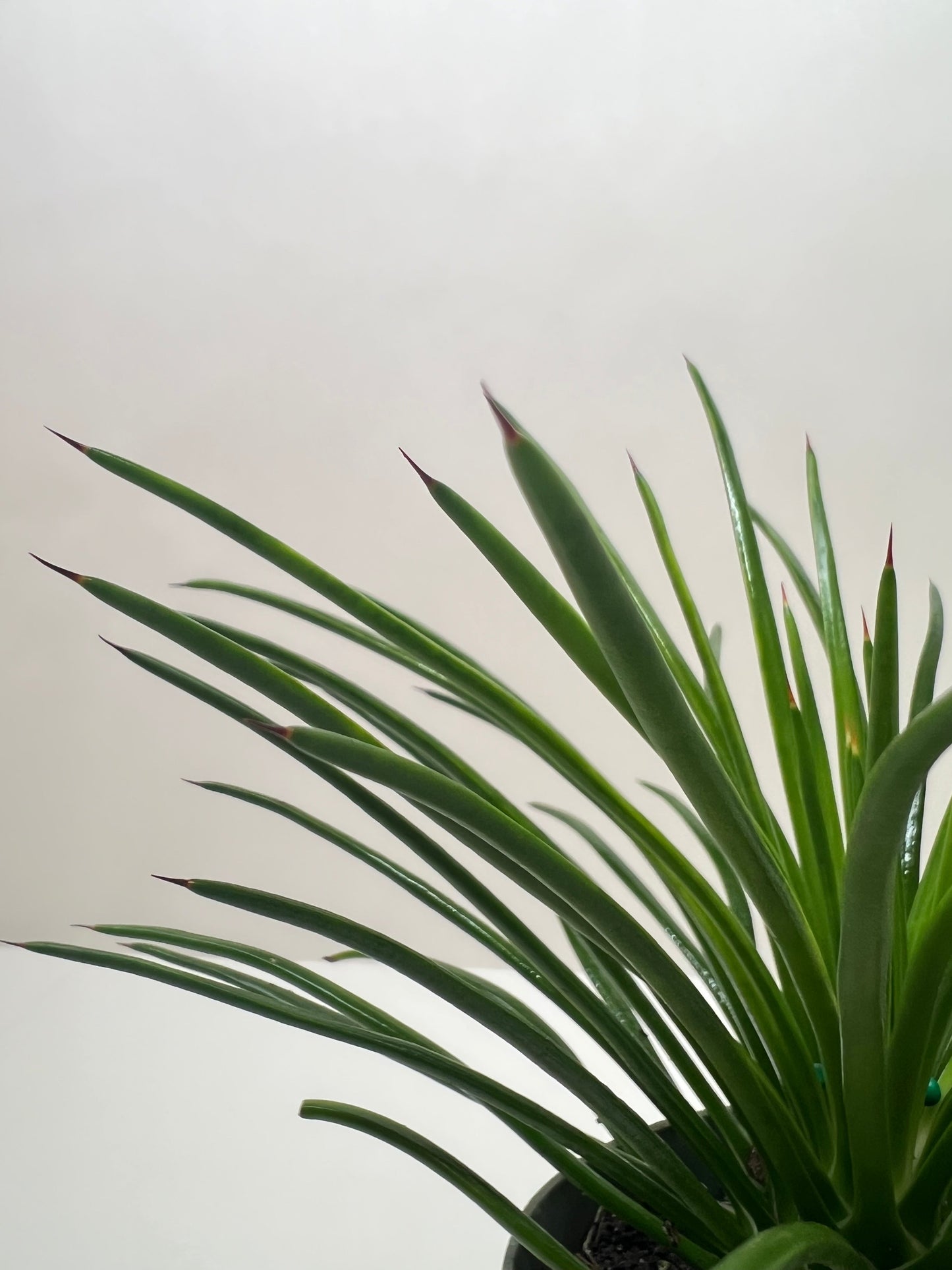 Succulent Agave Twin Flower - Fleurish Plant Care, LLC