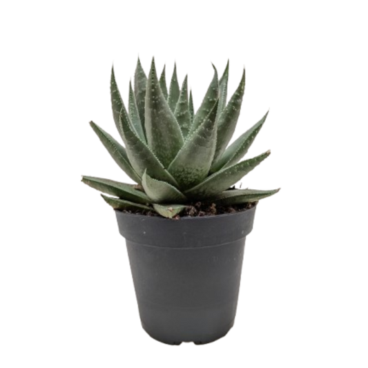 Succulent Haworthia Savanna - Fleurish Plant Care, LLC