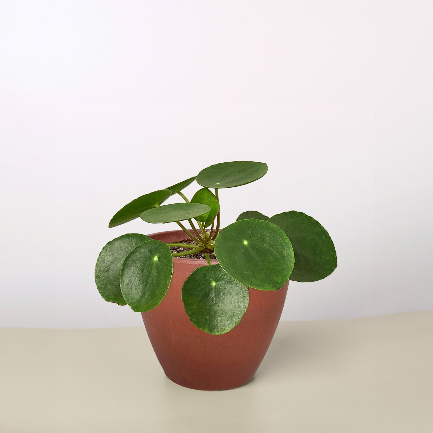 🐾Pilea Peperomioides 'Chinese Money'
