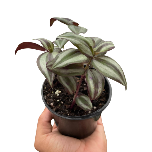 🌿Tradescantia Zebrina 'Wandering Dude'