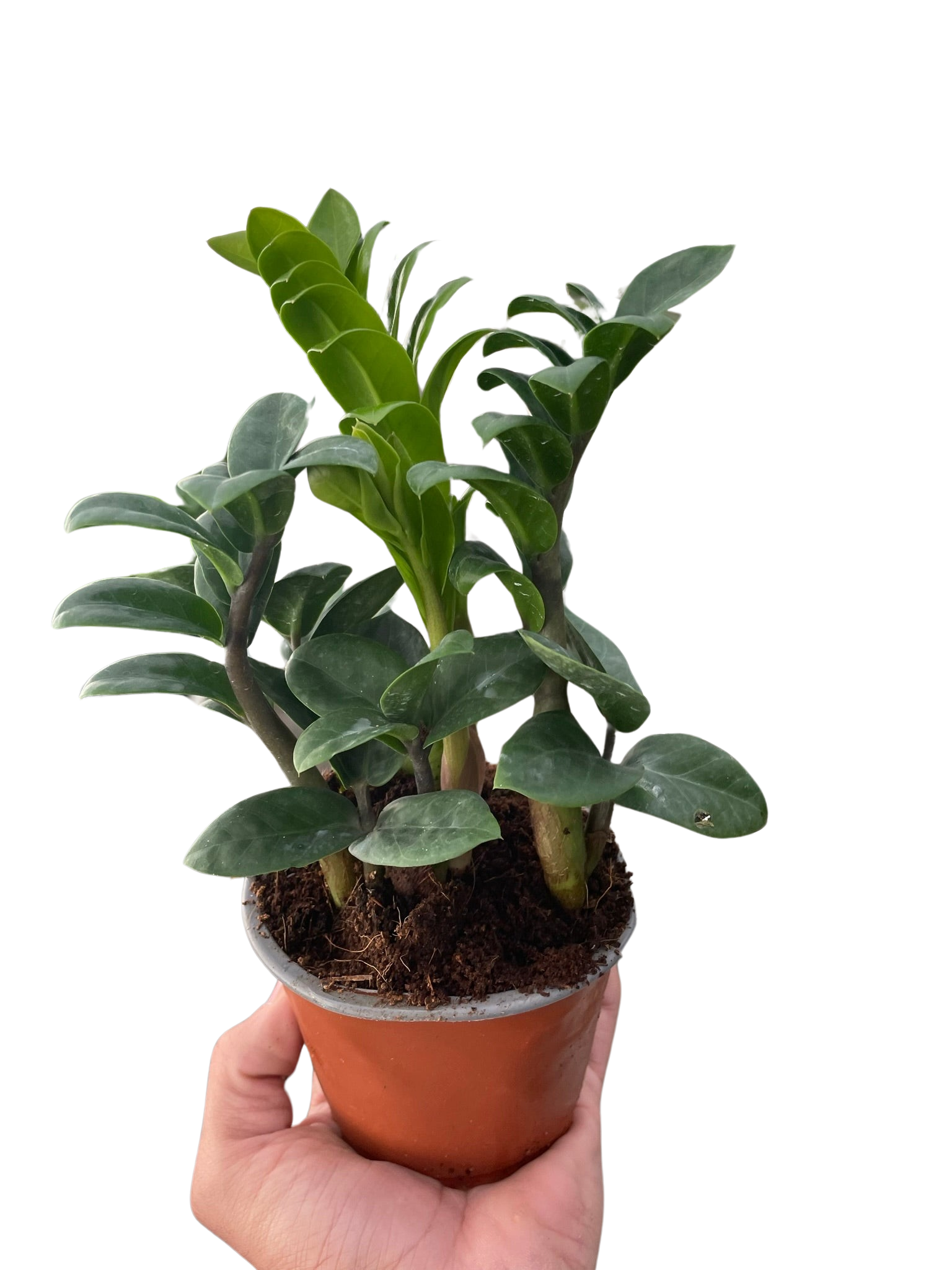 Zamioculcas zamiifolia 'Zenzi'