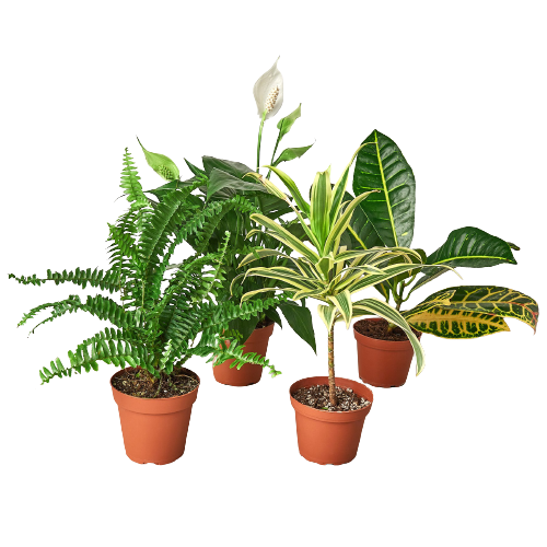 Air Purifying Variety Bundle - Fleurish Plant Care, LLC