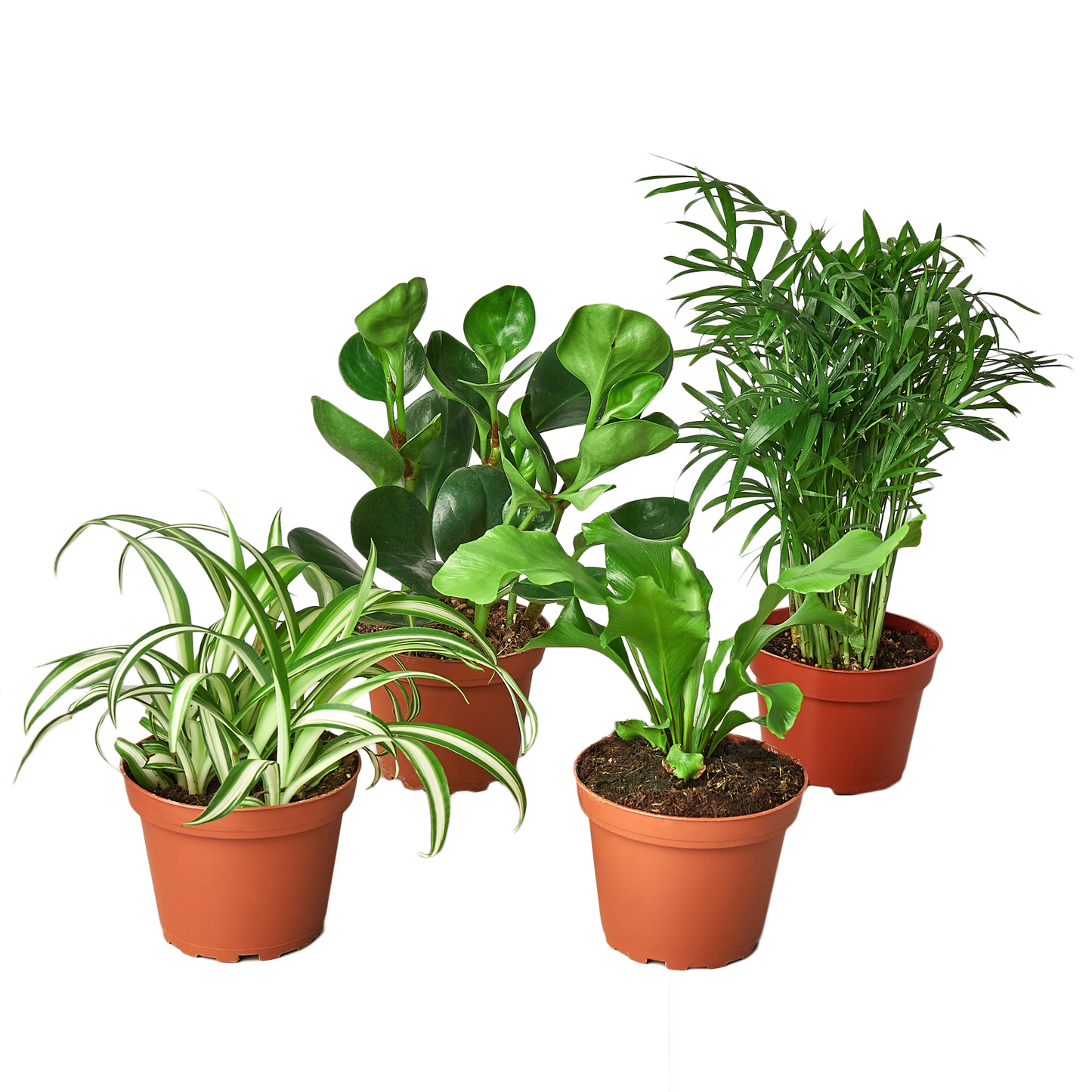 Pet Friendly Variety Bundle - Fleurish Plant Care, LLC
