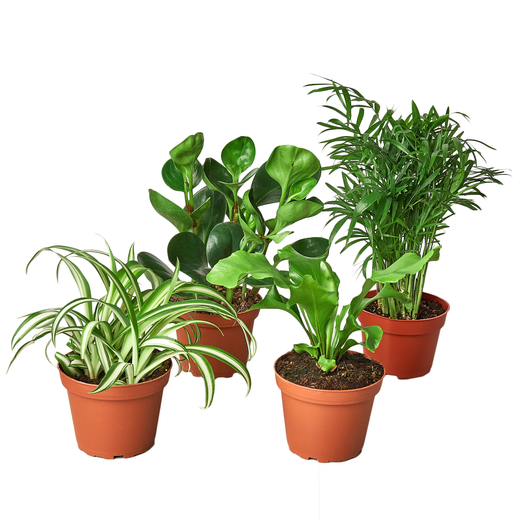 Pet Friendly Variety Bundle - Fleurish Plant Care, LLC