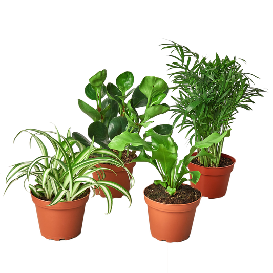 Pet Friendly Variety Bundle - Fleurish Plant Care, LLC