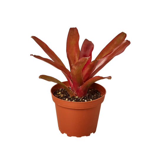 🐾Bromeliad 'Fireball'