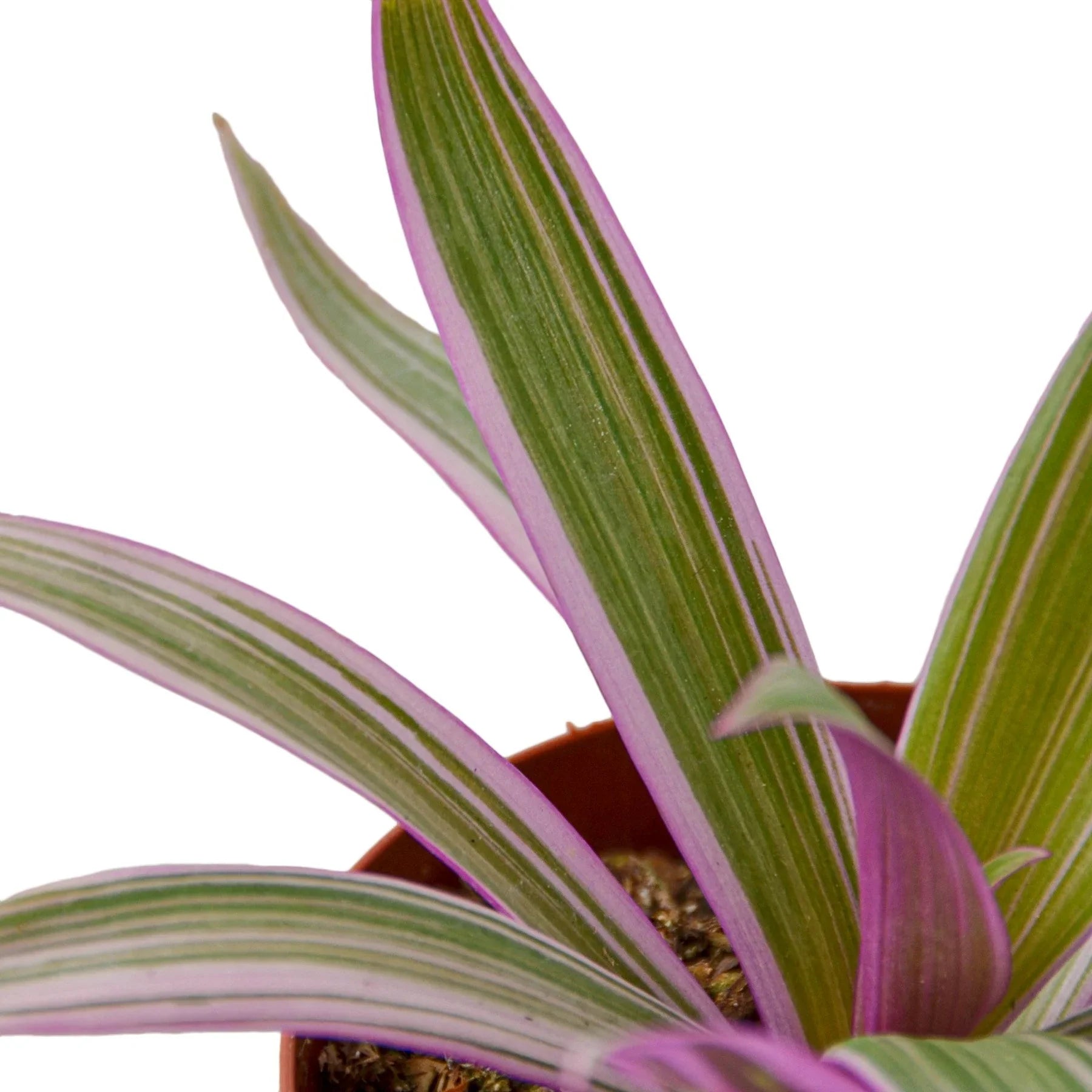 Oyster Plant 'Moses in the Cradle' - Fleurish Plant Care, LLC