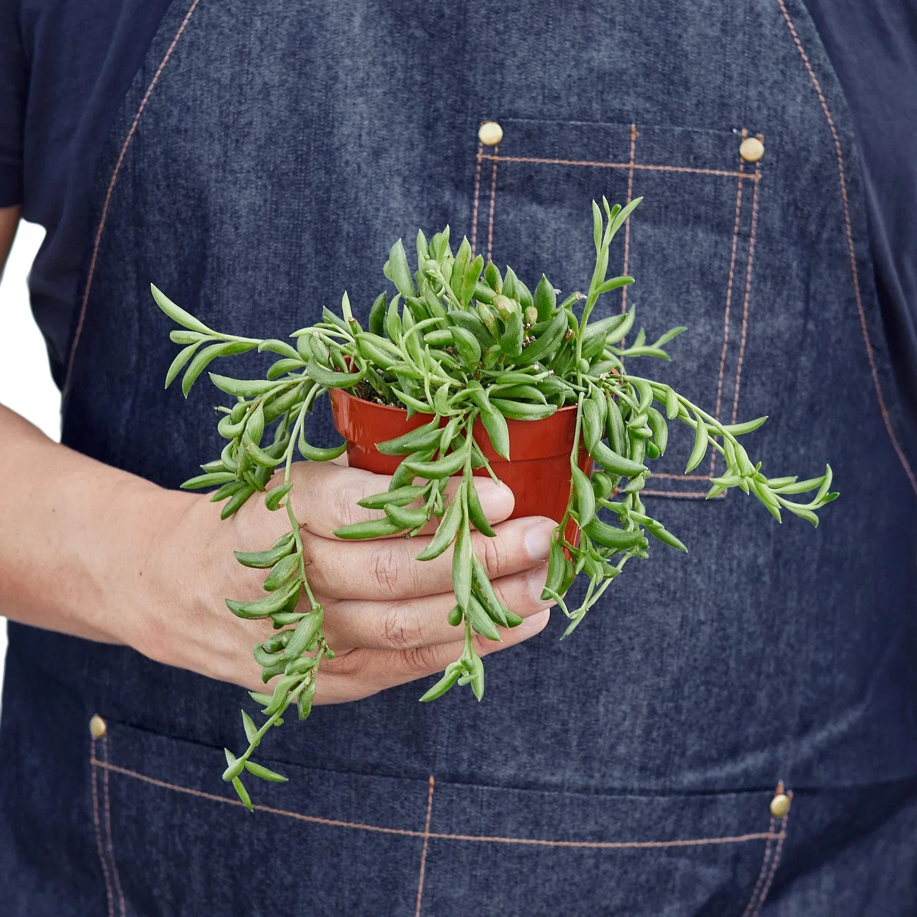 Succulent 'String of Bananas' - Fleurish Plant Care, LLC