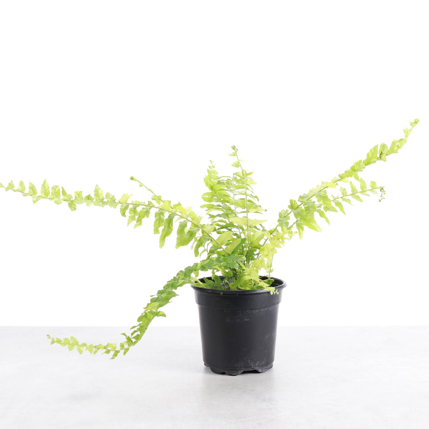 Tigerstripe Boston Fern - 4" Live Plant