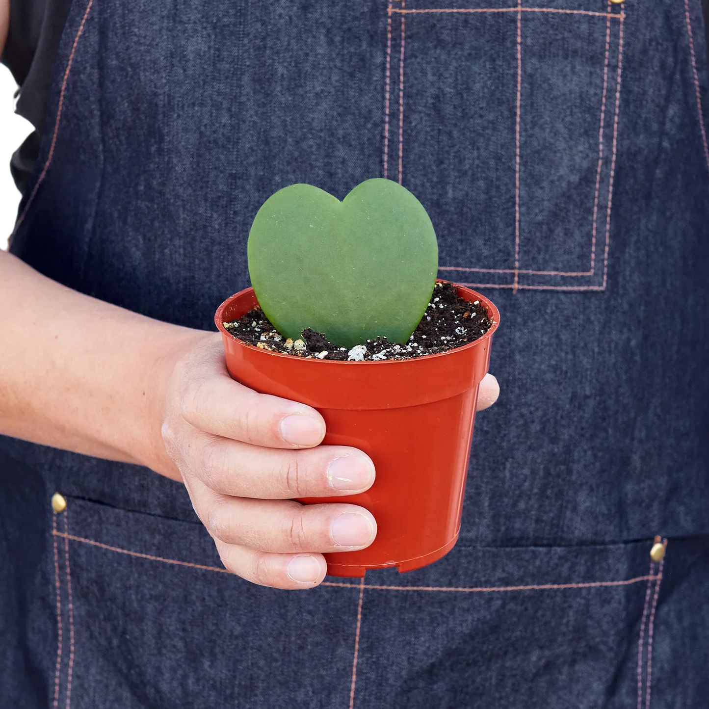 Hoya Sweetheart - Fleurish Plant Care, LLC