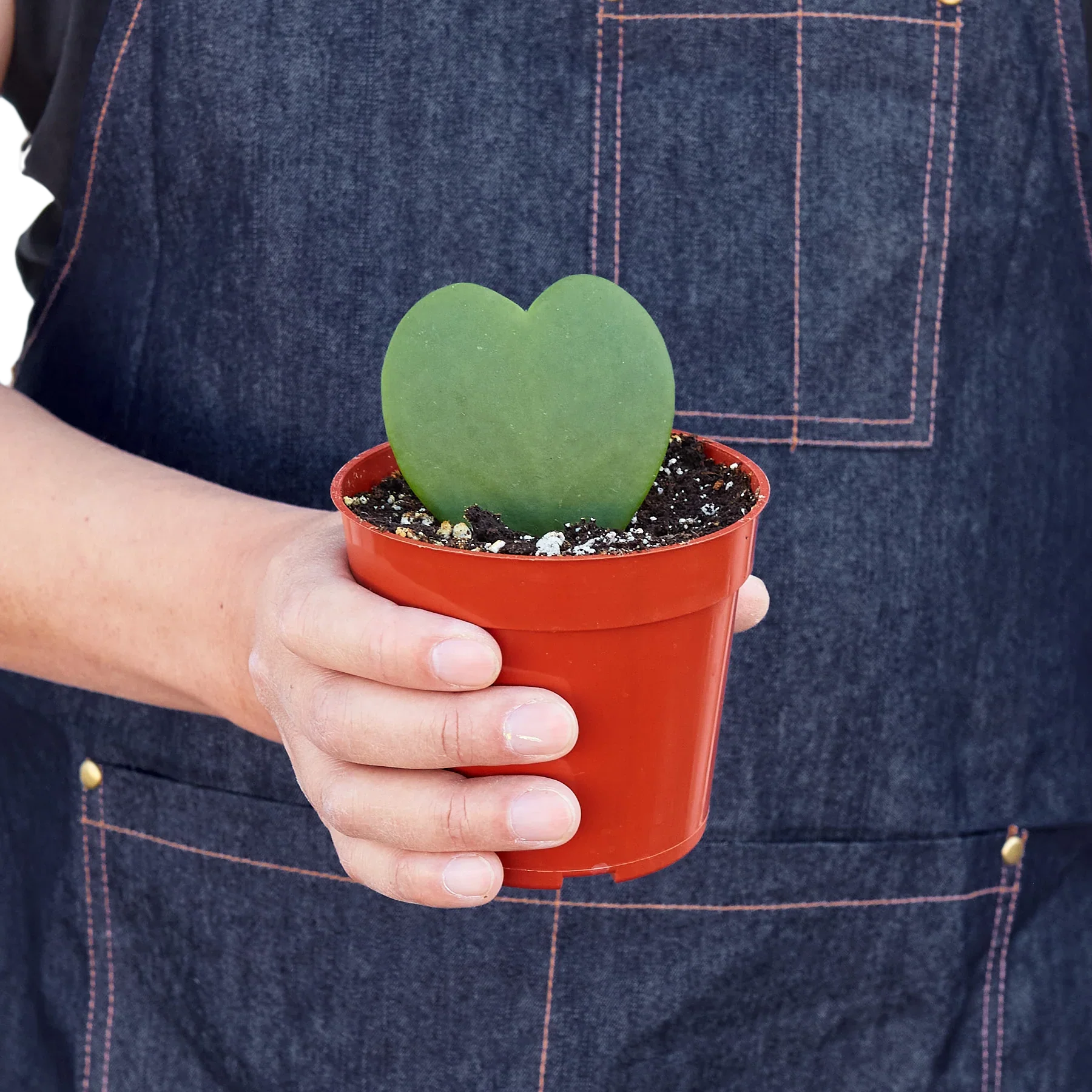Hoya Sweetheart - Fleurish Plant Care, LLC