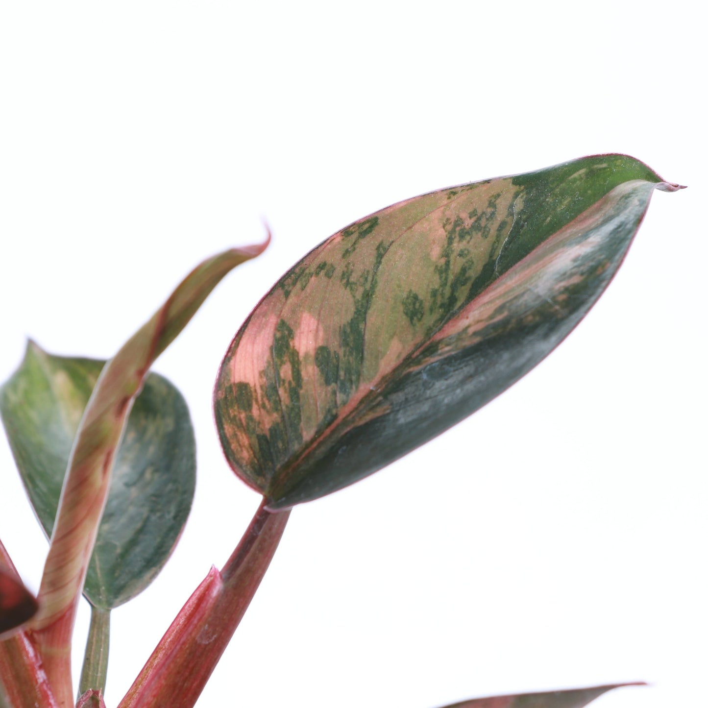 Philodendron Red Congo Variegated - 4" Live Plant - Rare