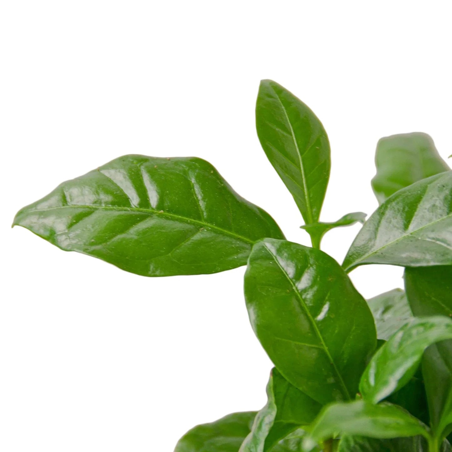 Arabica Coffee - Fleurish Plant Care, LLC