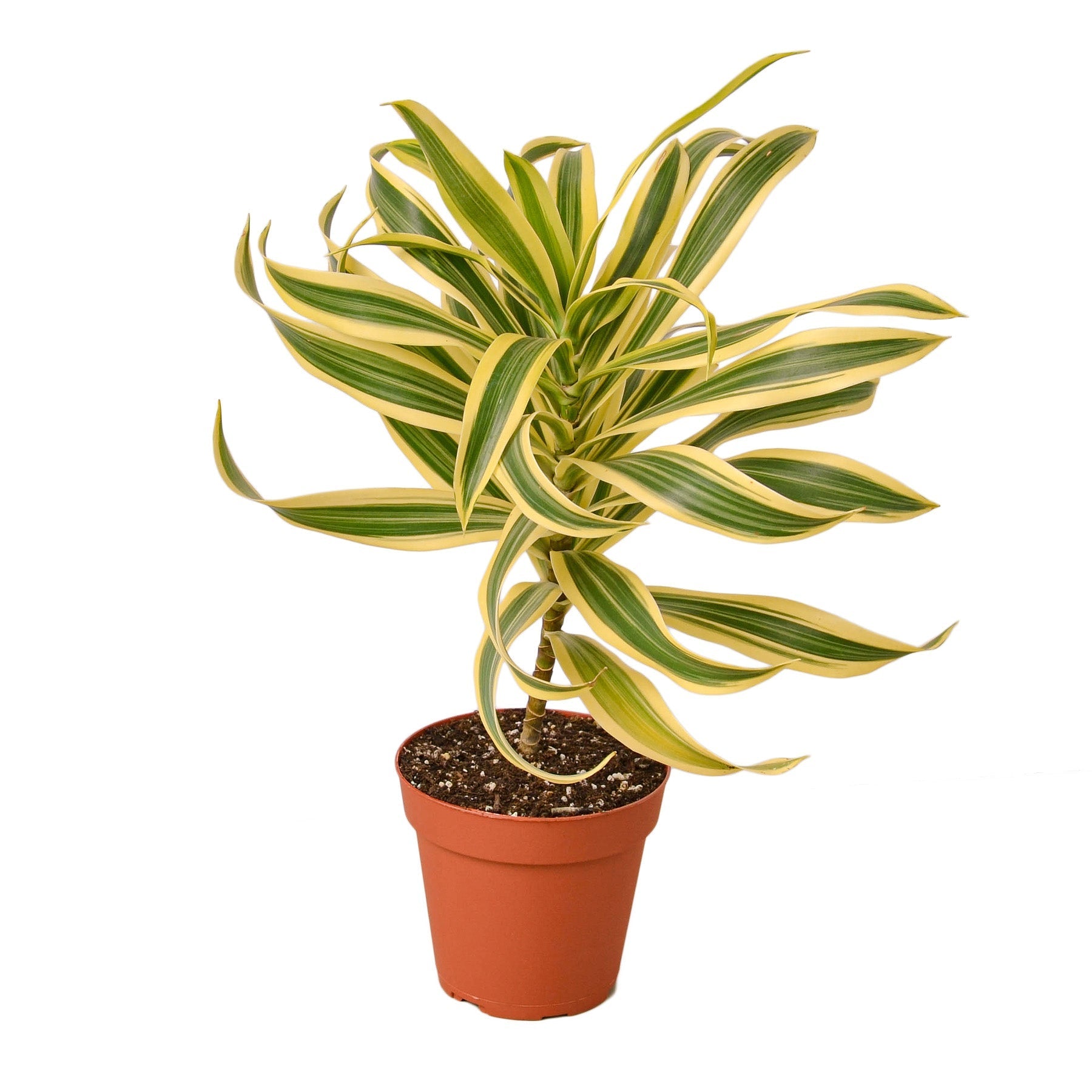 Dracaena 'Song of India' - Fleurish Plant Care, LLC