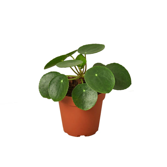 🐾Pilea Peperomioides 'Chinese Money'