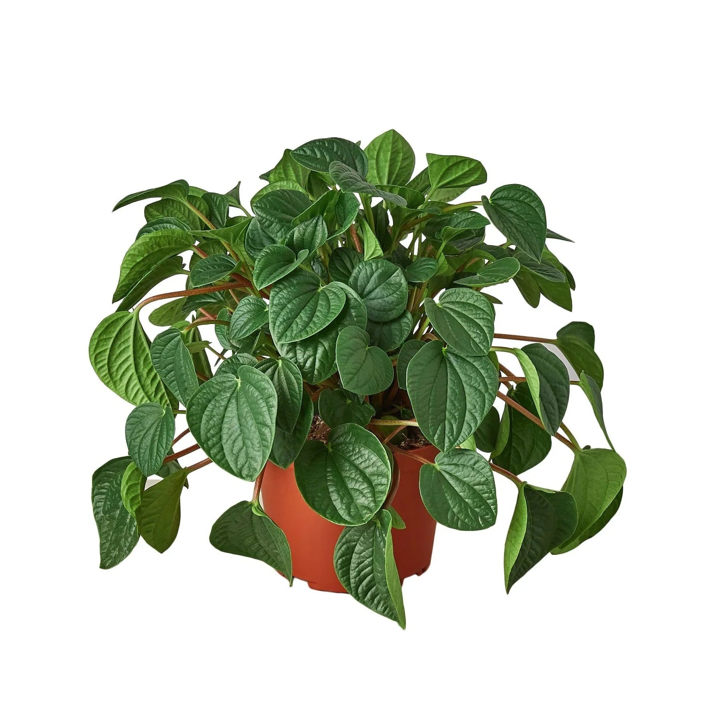 Peperomia 'Rana Verde' - Fleurish Plant Care, LLC