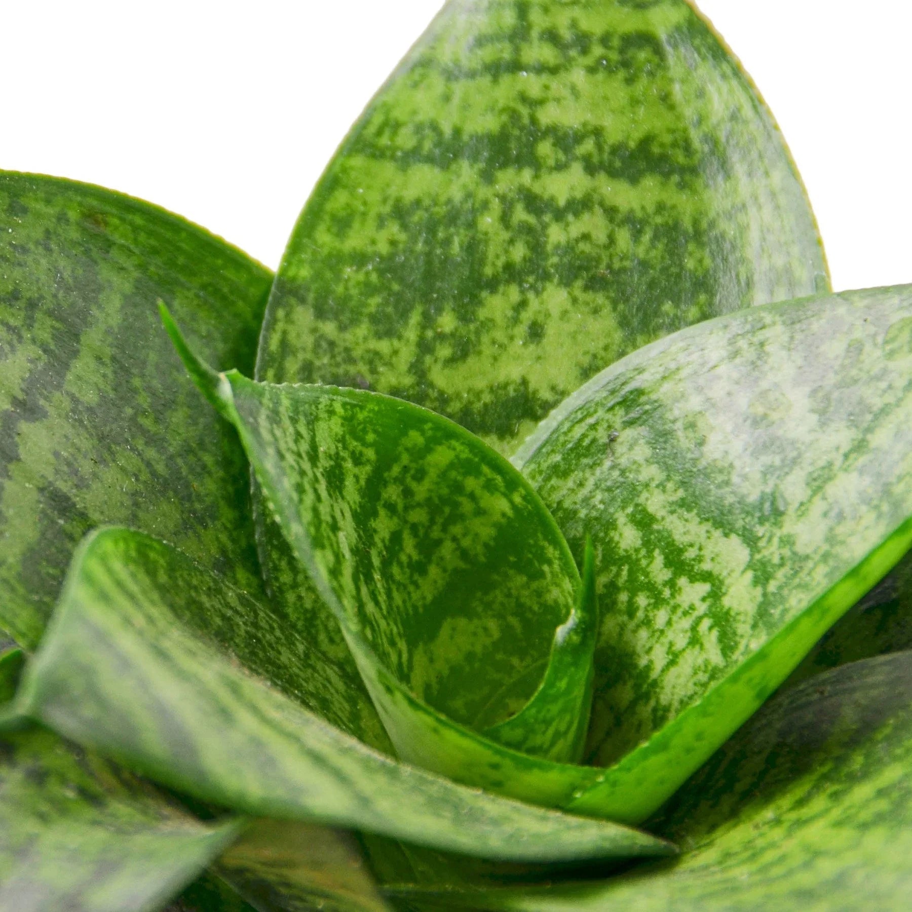 Snake Plant Black Robusta - Fleurish Plant Care, LLC