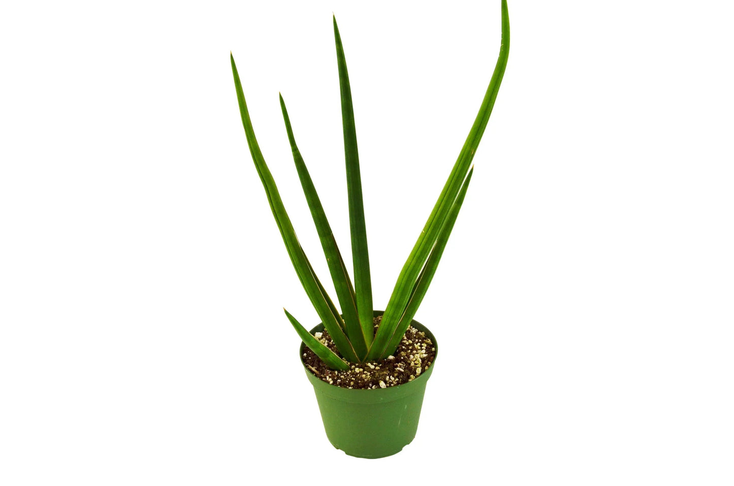 Snake Plant Cylindrica - Fleurish Plant Care, LLC