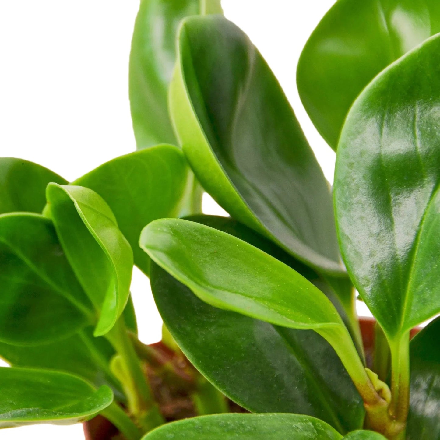 Peperomia Thailand - Fleurish Plant Care, LLC