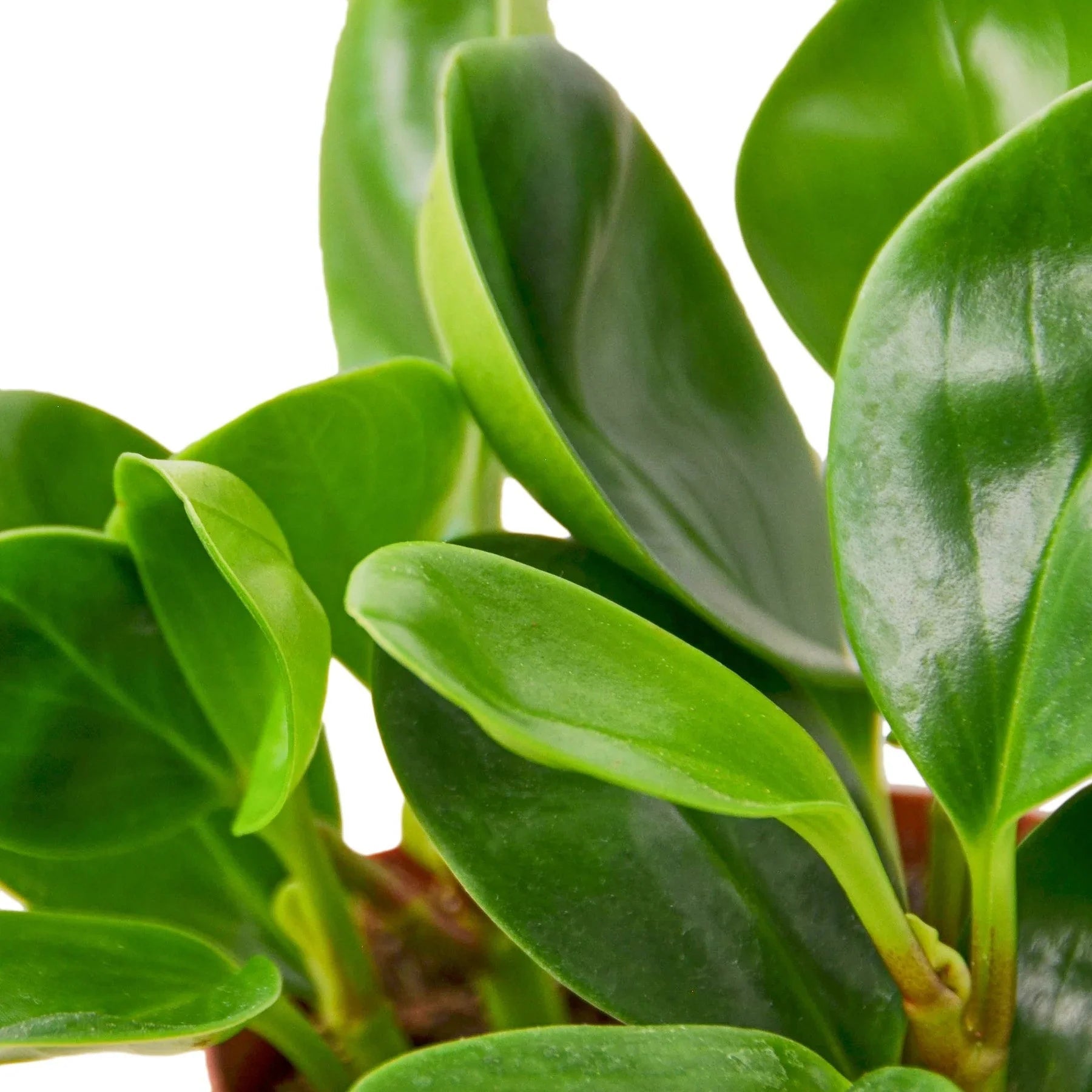 Peperomia Thailand - Fleurish Plant Care, LLC