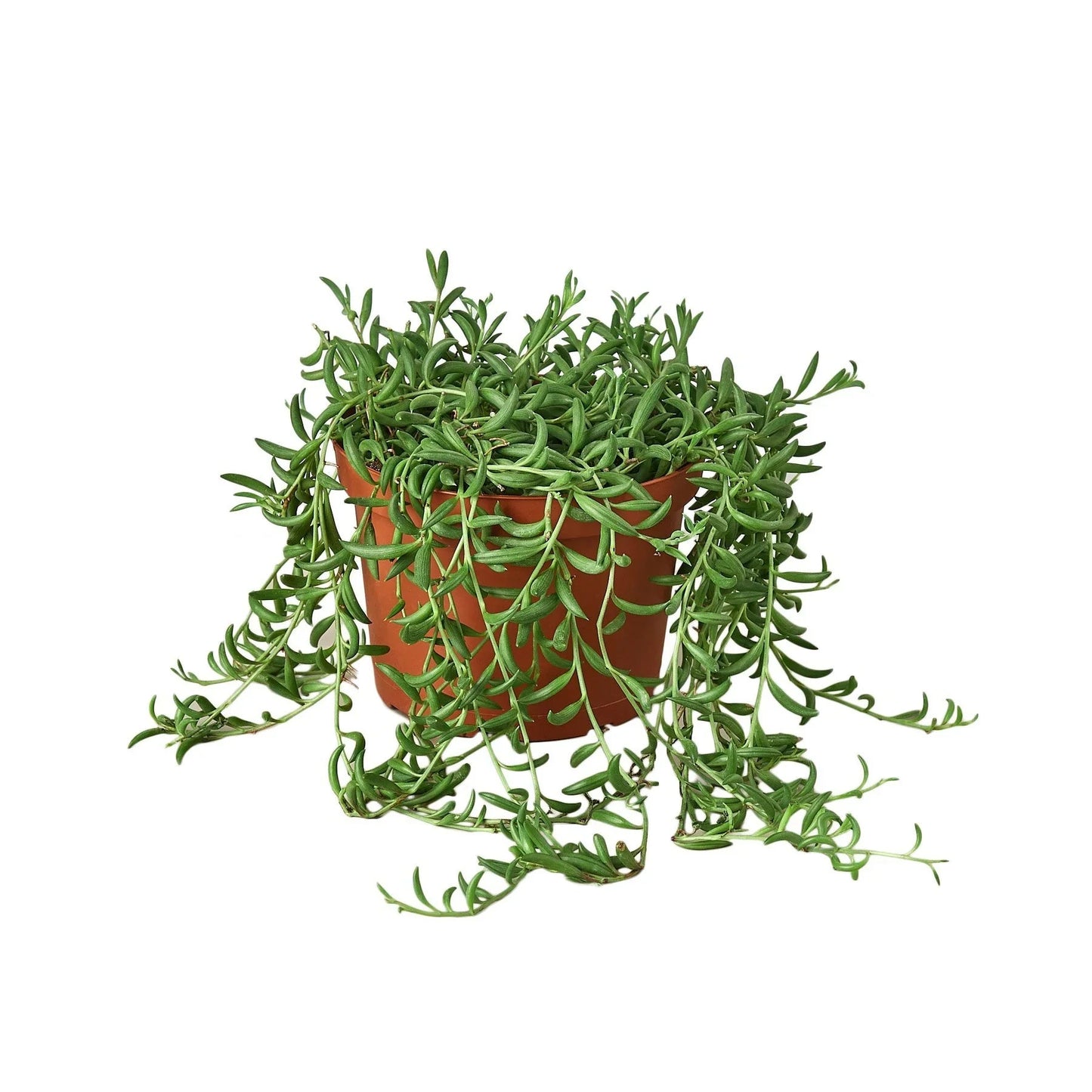 Succulent 'String of Bananas' - Fleurish Plant Care, LLC
