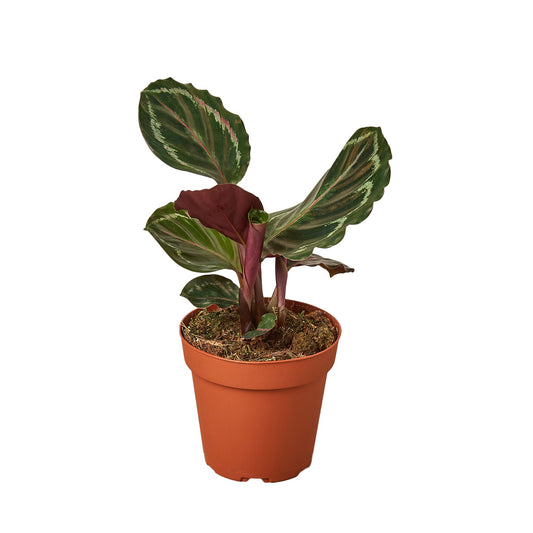 🐾Calathea Roseopicta 'Medallion'