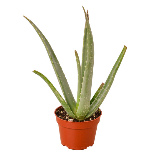 Aloe Vera - Fleurish Plant Care, LLC