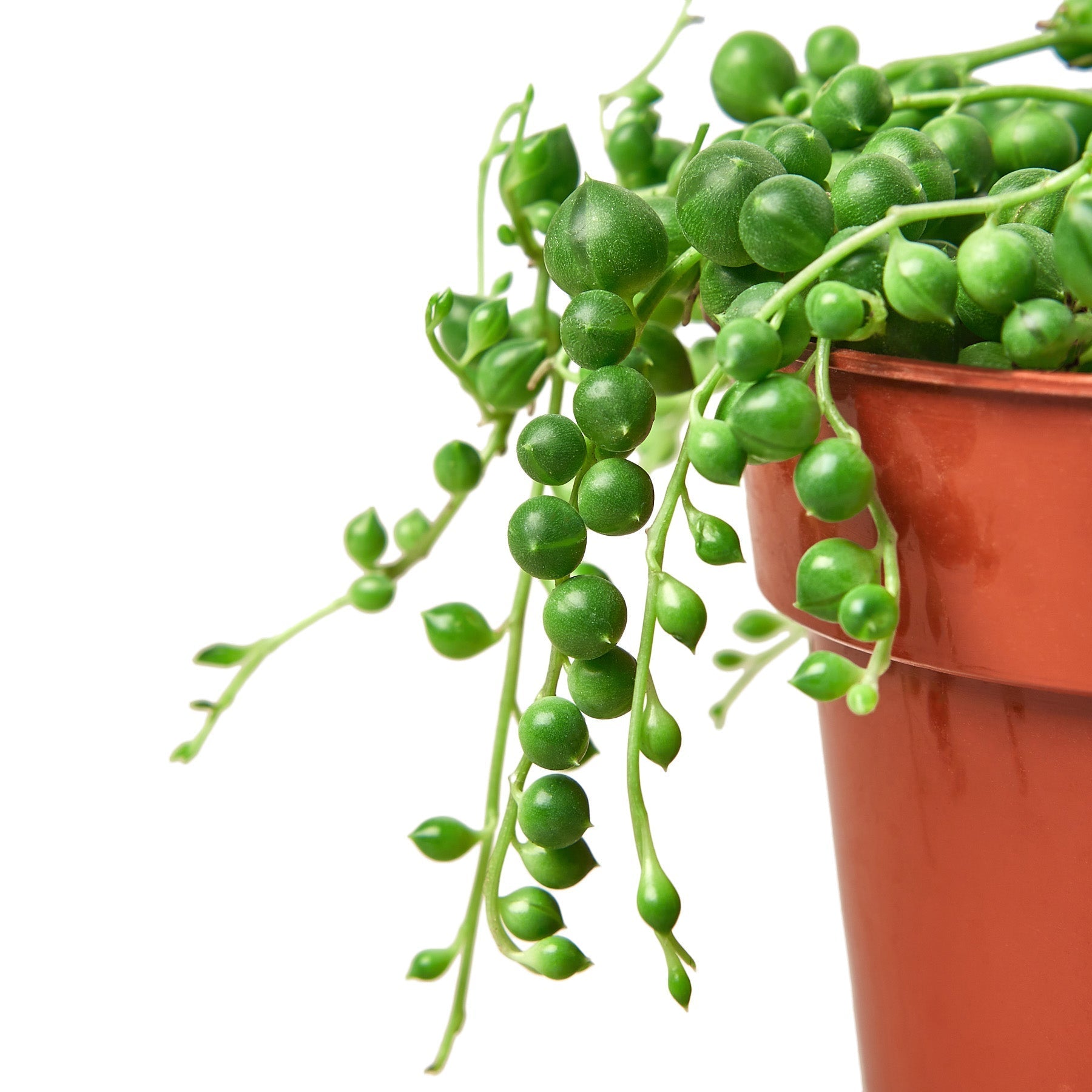 Succulent 'String of Pearls' - Fleurish Plant Care, LLC