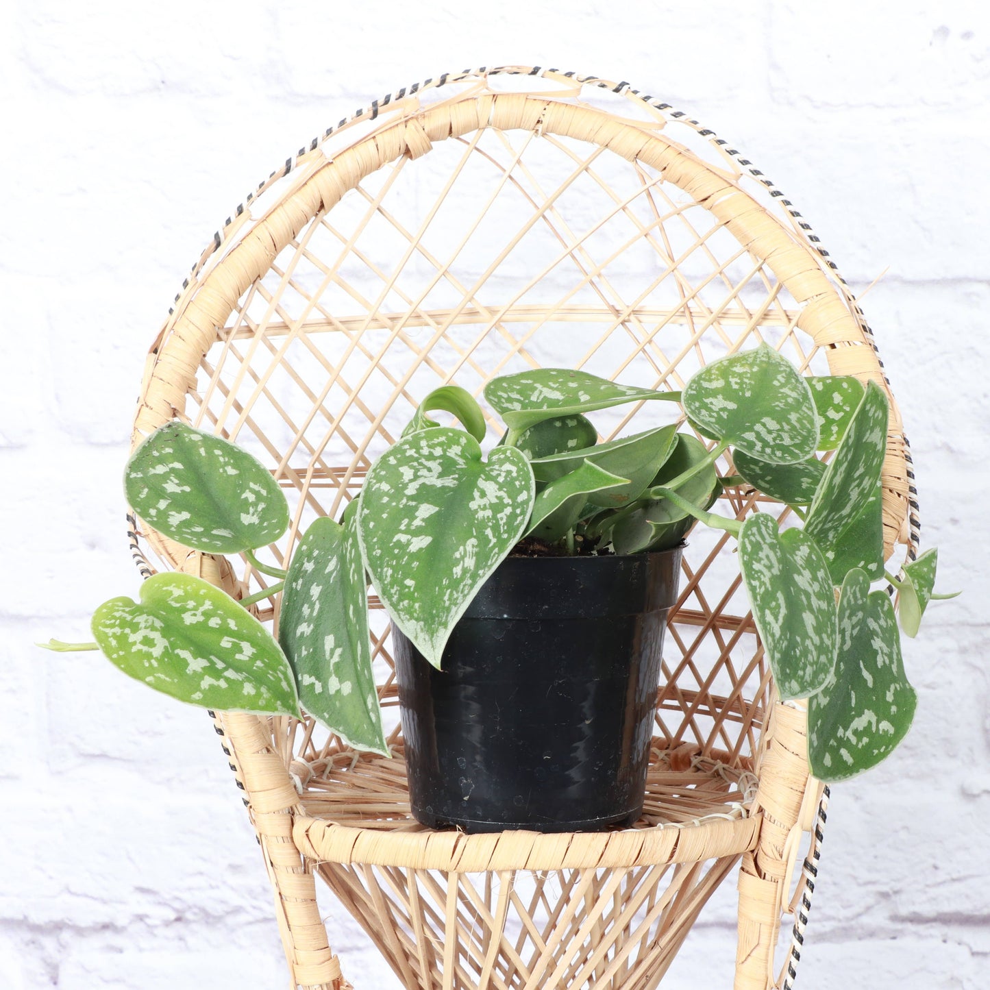 Satin Pothos, Scindapsus Pictus - Live Plant