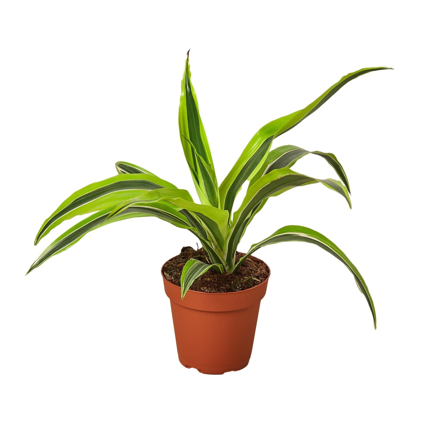 Dracaena Deremensis 'Lemon Lime' - Fleurish Plant Care, LLC