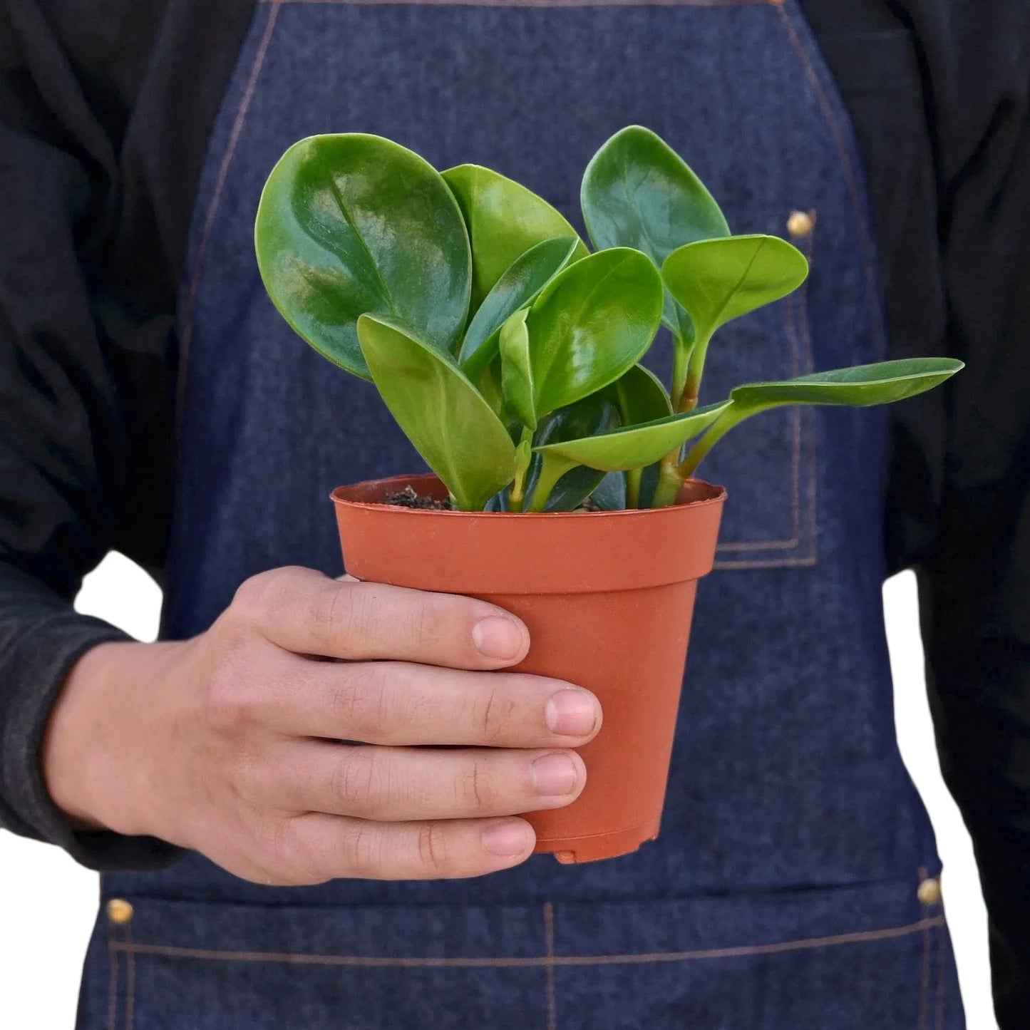 Peperomia Thailand - Fleurish Plant Care, LLC