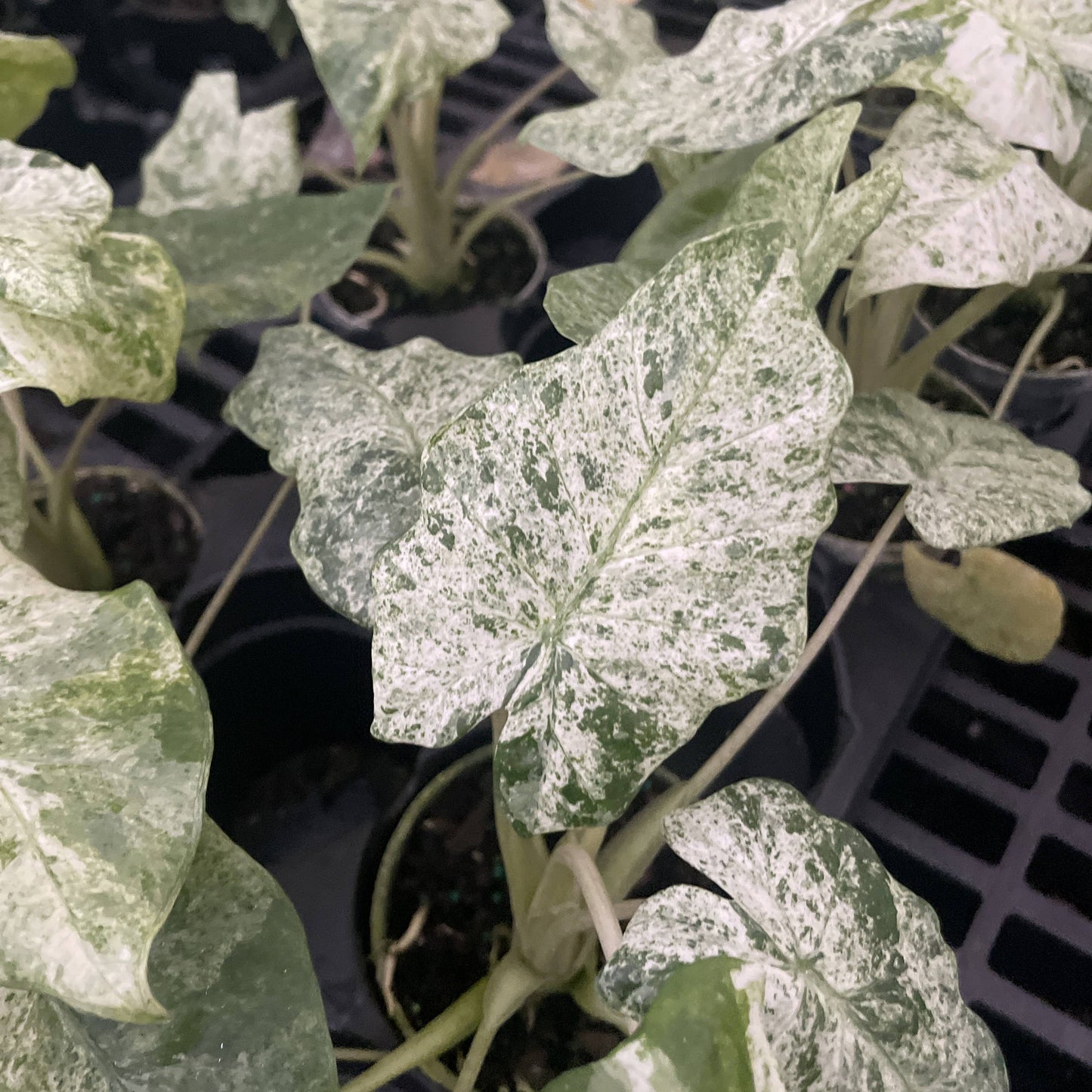 Alocasia Camouflage - Live Plant - RARE