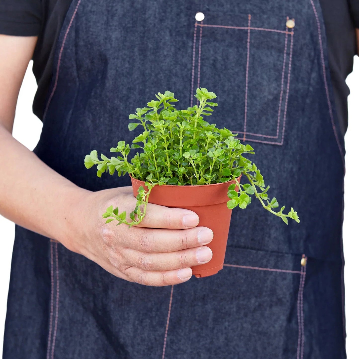 Nettle 'Baby's Tear' - Fleurish Plant Care, LLC
