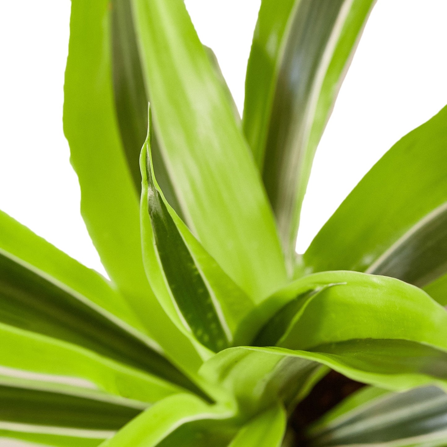Dracaena Deremensis 'Lemon Lime' - Fleurish Plant Care, LLC