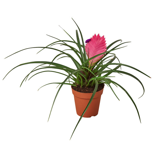 🐾Bromeliad Cyanea 'Pink Quill'