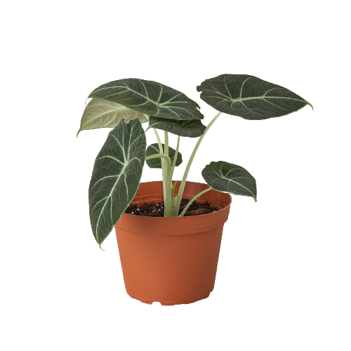 Alocasia Reginula 'Black Velvet' - Fleurish Plant Care, LLC