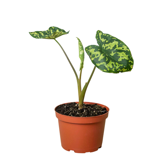Alocasia 'Hilo Beauty' - Fleurish Plant Care, LLC