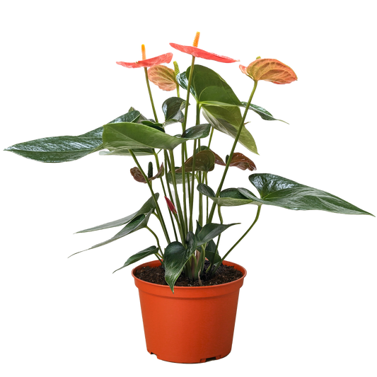 Anthurium 'Orange' - Fleurish Plant Care, LLC