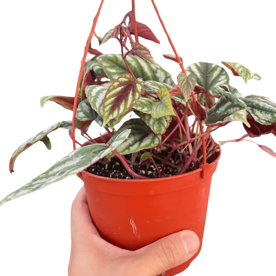 Begonia Rex Vine