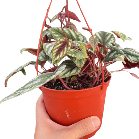 Begonia Rex Vine