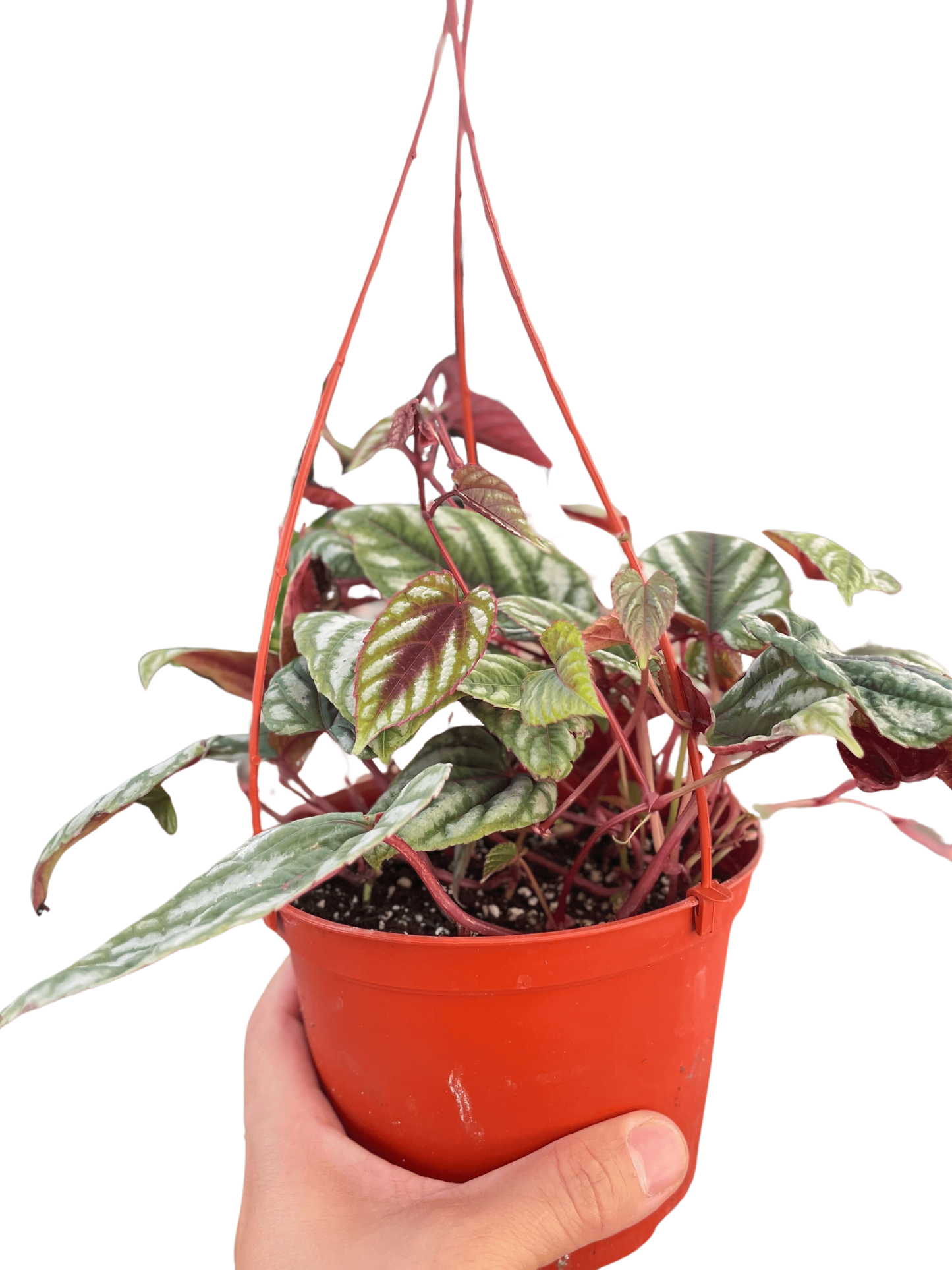Begonia Rex Vine