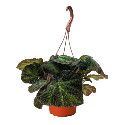 Begonia 'Soli Mutata'