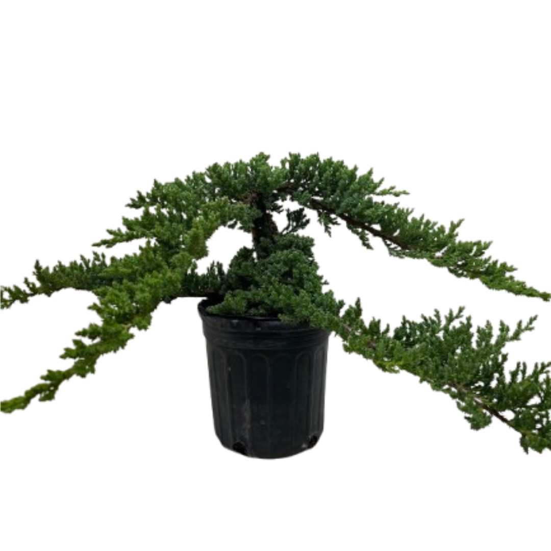 Bonsai Juniper - Fleurish Plant Care, LLC