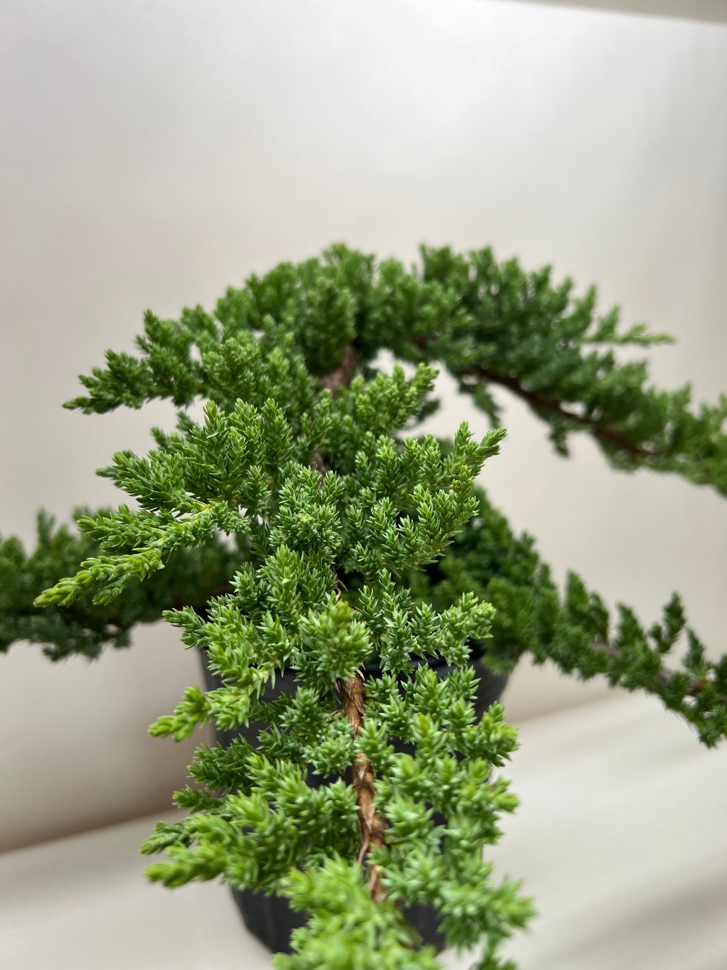 Bonsai Juniper - Fleurish Plant Care, LLC