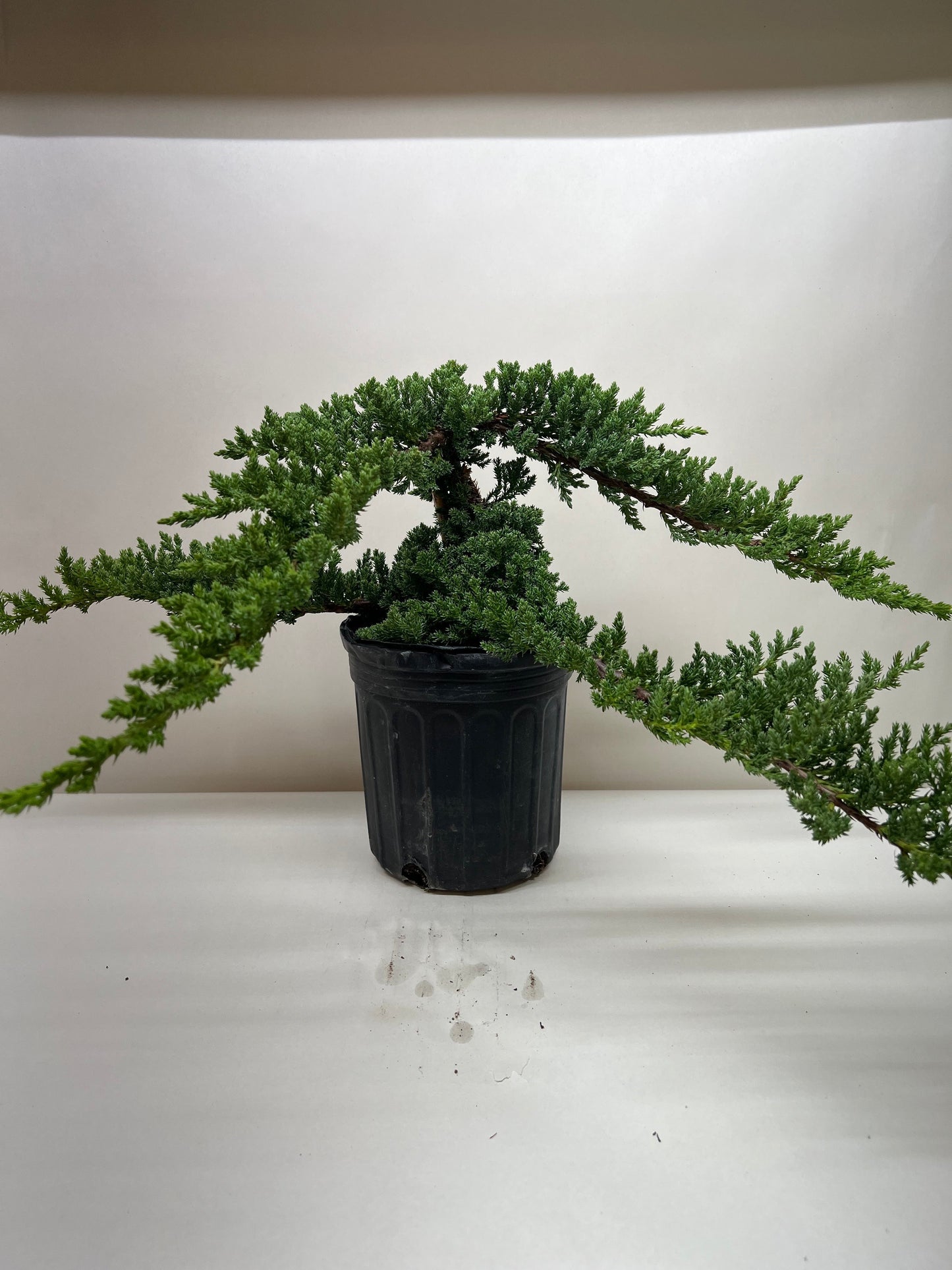 Bonsai Juniper - Fleurish Plant Care, LLC