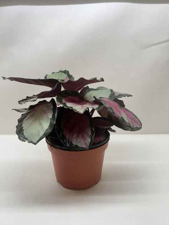 🐾Calathea roseopicta 'Silvia'