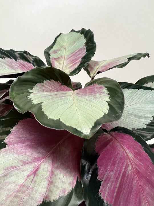 🐾Calathea roseopicta 'Silvia'