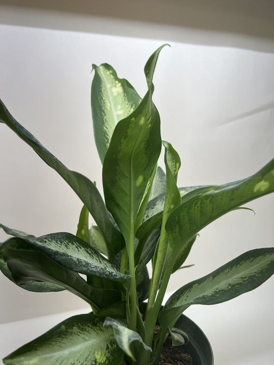 Dieffenbachia Panther - Fleurish Plant Care, LLC