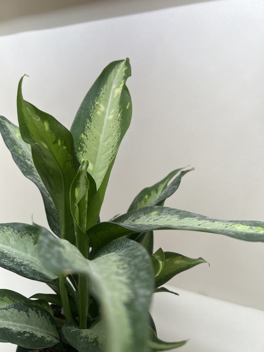 Dieffenbachia Panther - Fleurish Plant Care, LLC